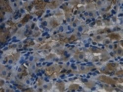 Invitrogen REG3G Monoclonal Antibody (C18):Antibodies:Primary Antibodies