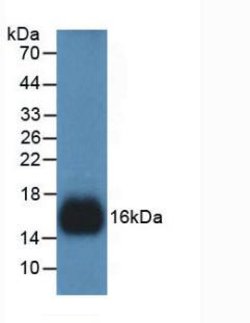 Invitrogen REG3G Monoclonal Antibody (C18):Antibodies:Primary Antibodies