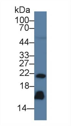 Invitrogen REG3G Monoclonal Antibody (C18) 200 &mu;L; Unconjugated:Antibodies,