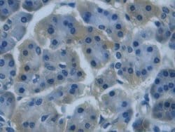 Invitrogen REG3G Monoclonal Antibody (D9):Antibodies:Primary Antibodies