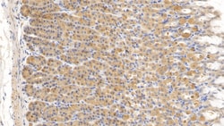 Invitrogen Relaxin 3 Monoclonal Antibody (D10) 200 &mu;L; Unconjugated:Antibodies,