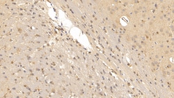 Invitrogen Relaxin 3 Monoclonal Antibody (D10) 200 &mu;L; Unconjugated:Antibodies,