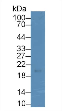 Invitrogen Relaxin 3 Monoclonal Antibody (D10) 200 &mu;L; Unconjugated:Antibodies,