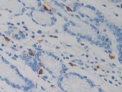 Invitrogen Resistin Monoclonal Antibody (D2):Antibodies:Primary Antibodies