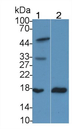 Invitrogen RBP2 Monoclonal Antibody (D2) 20 &mu;L; Unconjugated:Antibodies,