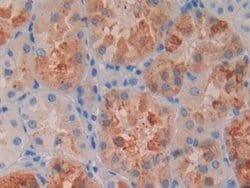 RBP4 Monoclonal Antibody (A2), Invitrogen 200 &mu;L; Unconjugated:Antibodies,