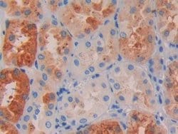 RBP4 Monoclonal Antibody (A2), Invitrogen 200 &mu;L; Unconjugated:Antibodies,