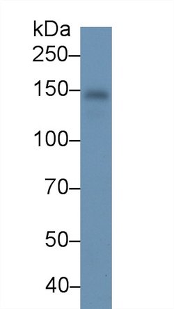 RBP4 Monoclonal Antibody (A2), Invitrogen 200 &mu;L; Unconjugated:Antibodies,