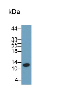 Invitrogen S100A8 Monoclonal Antibody (C2) 200 &mu;L; Unconjugated:Antibodies,