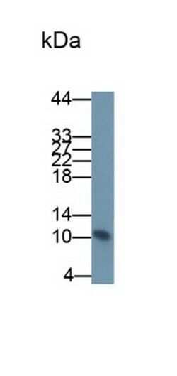 Invitrogen S100A8 Monoclonal Antibody (C2) 200 &mu;L; Unconjugated:Antibodies,