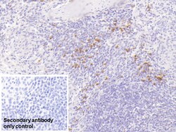 Invitrogen S100A9 Monoclonal Antibody (H2) 200 &mu;L; Unconjugated:Antibodies,