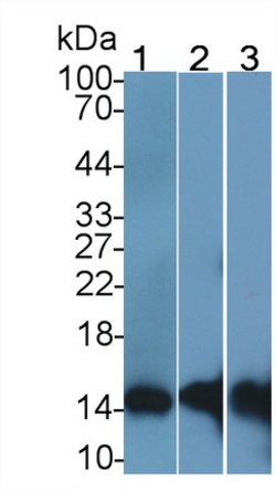 Invitrogen S100A9 Monoclonal Antibody (H2) 20 &mu;L; Unconjugated:Antibodies,
