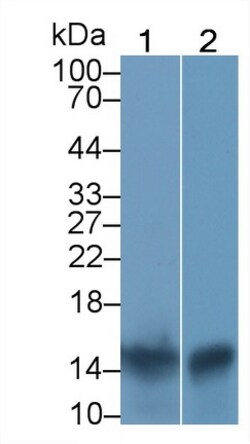 Invitrogen S100A9 Monoclonal Antibody (H2) 200 &mu;L; Unconjugated:Antibodies,