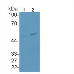 Invitrogen SERPINB4 Monoclonal Antibody (H10):Antibodies:Primary Antibodies