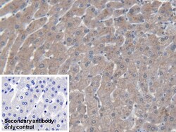 Invitrogen SAA Monoclonal Antibody (C4) 200 &mu;L | Buy Online | Invitrogen&trade; | Fisher Scientific