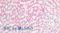 Invitrogen SAA Monoclonal Antibody (C4) 200 &mu;L | Buy Online | Invitrogen&trade; | Fisher Scientific