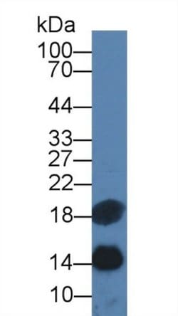 Invitrogen SAA Monoclonal Antibody (C4) 200 &mu;L | Buy Online | Invitrogen&trade; | Fisher Scientific