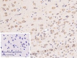 Invitrogen TFPI Monoclonal Antibody (1#):Antibodies:Primary Antibodies
