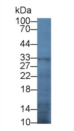 Invitrogen TFPI Monoclonal Antibody (1#) 200 &mu;L; Unconjugated:Antibodies,