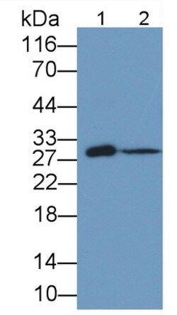 Invitrogen TFPI Monoclonal Antibody (1#):Antibodies:Primary Antibodies