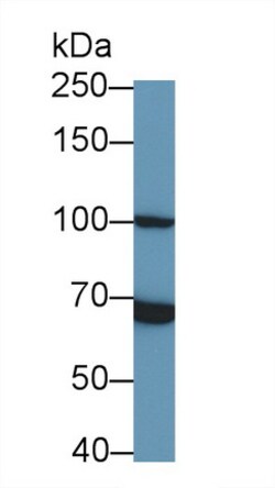 Invitrogen TLR5 Monoclonal Antibody (8-1#):Antibodies:Primary Antibodies