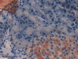 Invitrogen TFF2 Monoclonal Antibody (1-2#):Antibodies:Primary Antibodies