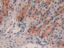 Invitrogen TFF2 Monoclonal Antibody (1-2#):Antibodies:Primary Antibodies