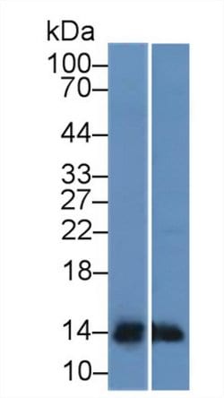 Invitrogen TFF2 Monoclonal Antibody (1-2#):Antibodies:Primary Antibodies