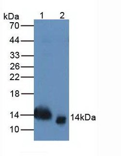Invitrogen TFF2 Monoclonal Antibody (1-2#):Antibodies:Primary Antibodies