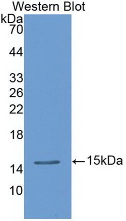 Invitrogen TFF2 Monoclonal Antibody (1-2#):Antibodies:Primary Antibodies