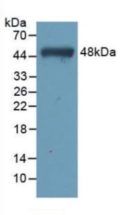 Invitrogen Cardiac Troponin I Monoclonal Antibody (C5) 200 &mu;L; Unconjugated:Antibodies,