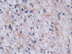 Invitrogen Tryptase Monoclonal Antibody (C16) 200 &mu;L; Unconjugated:Antibodies,