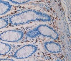 Invitrogen Tryptase Monoclonal Antibody (C16) 200 &mu;L; Unconjugated:Antibodies,
