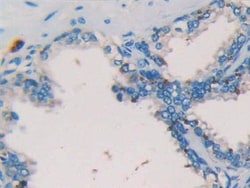 Invitrogen Tryptase Monoclonal Antibody (C16) 200 &mu;L; Unconjugated:Antibodies,