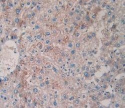 Invitrogen Tryptase Monoclonal Antibody (C10) 20 &mu;L; Unconjugated:Antibodies,