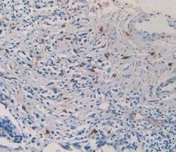 Invitrogen Tryptase Monoclonal Antibody (C10) 20 &mu;L; Unconjugated:Antibodies,