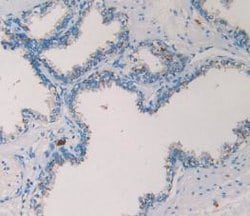 Invitrogen Tryptase Monoclonal Antibody (C10) 20 &mu;L; Unconjugated:Antibodies,