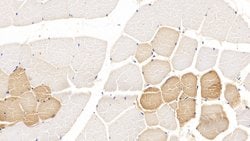 Invitrogen TDO2 Monoclonal Antibody (C1):Antibodies:Primary Antibodies