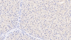 Invitrogen TDO2 Monoclonal Antibody (C1) 200 &mu;L | Buy Online | Invitrogen&trade; | Fisher Scientific