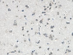 Invitrogen VGF Monoclonal Antibody (9#) 20 &mu;L; Unconjugated:Antibodies,