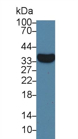 Invitrogen VGF Monoclonal Antibody (9#) 20 &mu;L; Unconjugated:Antibodies,
