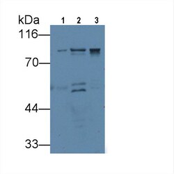 Invitrogen VGF Monoclonal Antibody (9#):Antibodies:Primary Antibodies