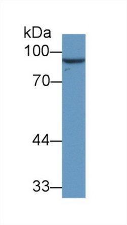 Invitrogen VGF Monoclonal Antibody (9#) 20 &mu;L; Unconjugated:Antibodies,