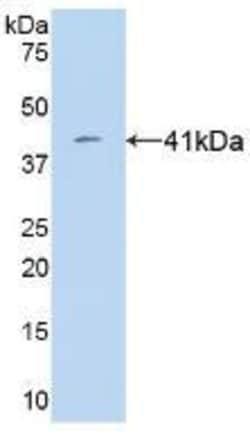 Invitrogen VGF Monoclonal Antibody (9#) 20 &mu;L; Unconjugated:Antibodies,