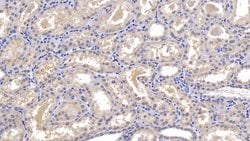 Invitrogen GC Monoclonal Antibody (C4) 20 &mu;L; Unconjugated:Antibodies,