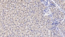 Invitrogen GC Monoclonal Antibody (C4) 20 &mu;L; Unconjugated:Antibodies,