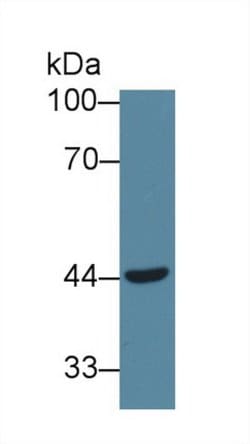 Invitrogen VWF Monoclonal Antibody (C1) 20 &mu;L; Unconjugated:Antibodies,