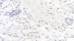Invitrogen WNT3A Monoclonal Antibody (C2):Antibodies:Primary Antibodies