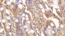 Invitrogen WNT3A Monoclonal Antibody (C2) 200 &mu;L; Unconjugated:Antibodies,