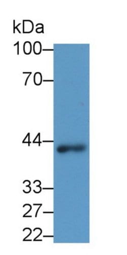 Invitrogen WNT3A Monoclonal Antibody (C2):Antibodies:Primary Antibodies